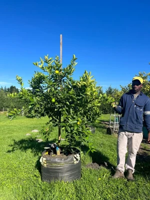 Tahiti Bears Lime Tree 125lt