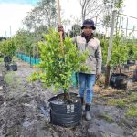 Lime Tree 70lt - West Indian