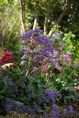 Limonium-perezii-Multi-Pot-Tray.jpg Limonium Perezii Multi Pot Tray