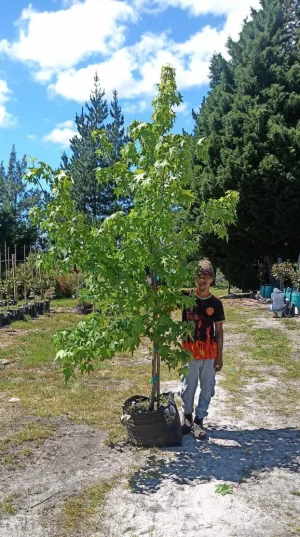 Liquidambar Styraciflua 70lt