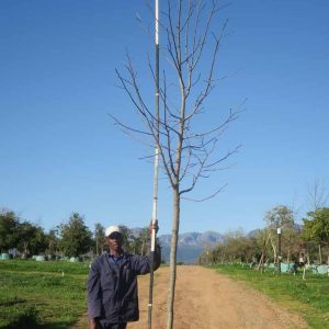 Liquidambar Styraciflua 400lt