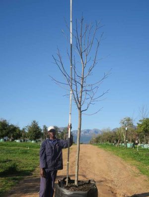 Liquidambar Styraciflua 400lt