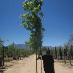 Liquidambar Styraciflua 100lt
