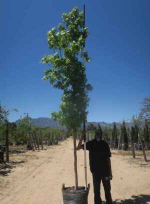 Liquidambar Styraciflua 100lt