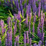 Liriope Muscari 'Big Blue' 17cm Pot