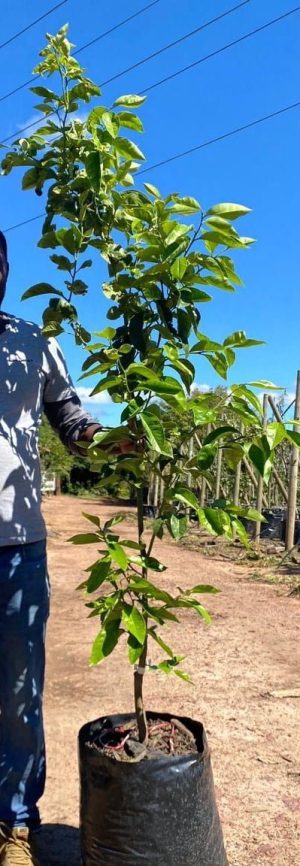 Lisbon Lemon Tree 40lt