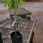 Litchi.jpeg Litchi Tree 10lt