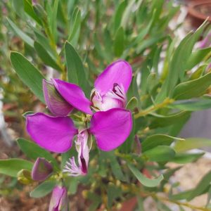 Polygala Little Charmer 15cm Pot