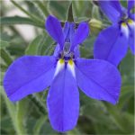 Lobelia Africo Speedy Blue 14cm Pot