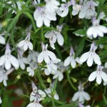 Lobelia Glow White Lightening 14cm Pot
