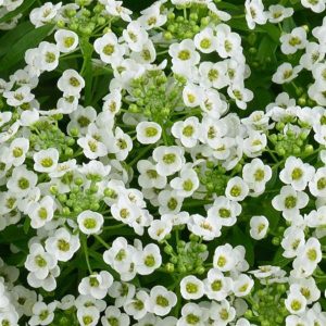 Lobularia-Stream-Compact-White-14cm.jpeg Lobularia Stream 21cm Hanging Basket