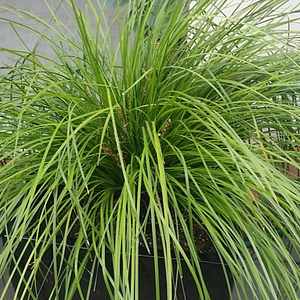 Lomandra 'Highlight Olive Green ' 15cm Pot