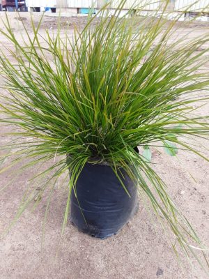 Lomandra Longifolla Tanika 20lt