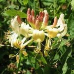 Lonicera-Periclymenum-10lt.jpg Lonicera Periclymenum 10lt