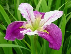 Louisiana Iris Colorific (Pink And White) 19cm Pot