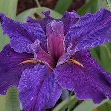 Louisiana Iris Inn Keeper (Dark Purple) 19cm Pot
