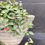 Louvre Garden Pot