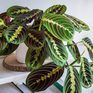 Maranta Tricolour 20cm Hanging Basket Maranta Tricolour 20cm Hanging Basket