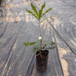 Macadamia Beaumont Nut Tree 5lt