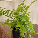 Nephrolepis Macho Fern 19cm Pot