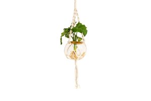 Macrame Hanger with Fishbowl and Philodendron Selloum