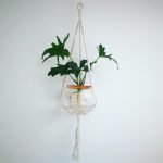 Macrame Hanger with Fishbowl and Philodendron Selloum
