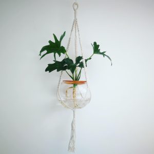 Macrame Hanger with Fishbowl and Philodendron Selloum