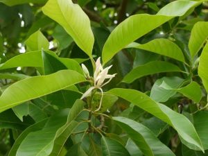 Magnolia "Alba" 25lt