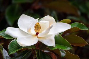 Magnolia Grandiflora 19cm Pot
