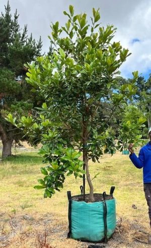 Magnolia Grandiflora 250lt