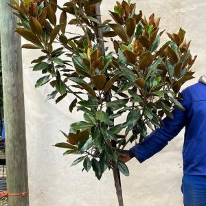 Magnolia-grandiflora-Little-Gem-125lt.jpg Magnolia Grandiflora 'Little Gem' 125lt