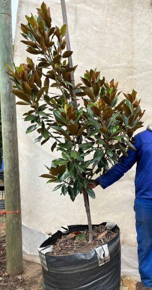 Magnolia Grandiflora 'Little Gem' 125lt