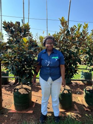 Magnolia Grandiflora "Little Gem" 50lt
