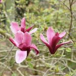 Magnolia Nigra 25lt