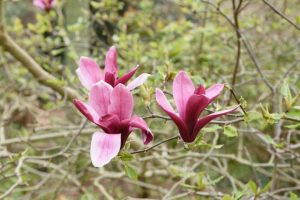 Magnolia Nigra 25lt