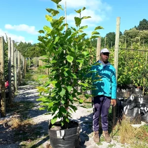 Magnolia-x-soulangea-70lt-G.webp Magnolia x Soulangeana 70lt