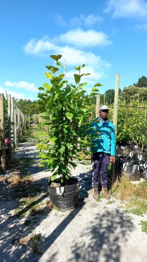 Magnolia x Soulangeana 70lt