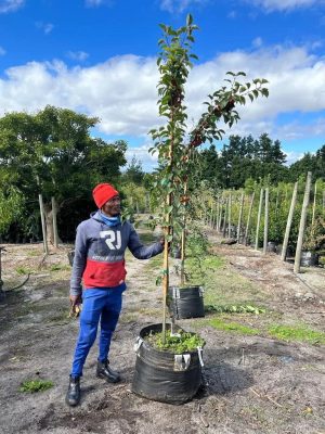 Malus 'Evereste' - Crab Apple 70lt