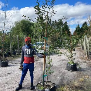 Malus 'Hillieri' - Crab Apple 70lt