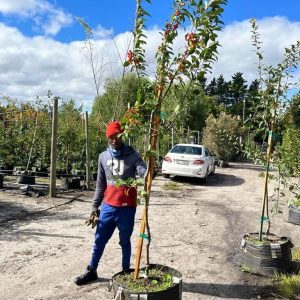 Malus 'Snowdrift' - Crab Apple 70lt