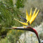 Strelitzia Reginae Mandelas Gold 20lt