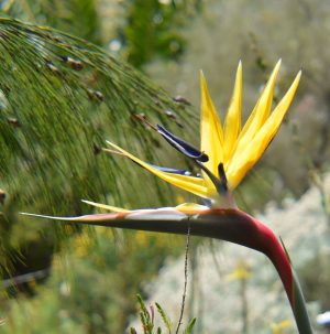 Mandelas-Gold.jpg Strelitzia Reginae Mandelas Gold 10lt