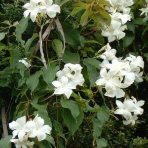 Mandevilla Laxa 23cm Pot (Staked)
