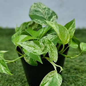 Pothos Marble Queen 15cm Pot