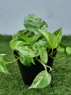 Pothos Marble Queen 15cm Pot