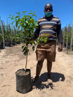 Marsh Grapefruit Tree 20lt