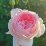 Marshmallow Panarosa Climbing Rose 5lt