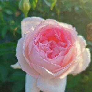 Marshmallow Panarosa Climbing Rose 5lt