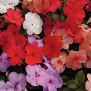 Impatiens 6 Pack Tray
