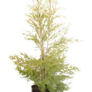 Melaleuca Bracteata (Johannesburg Gold) 20lt